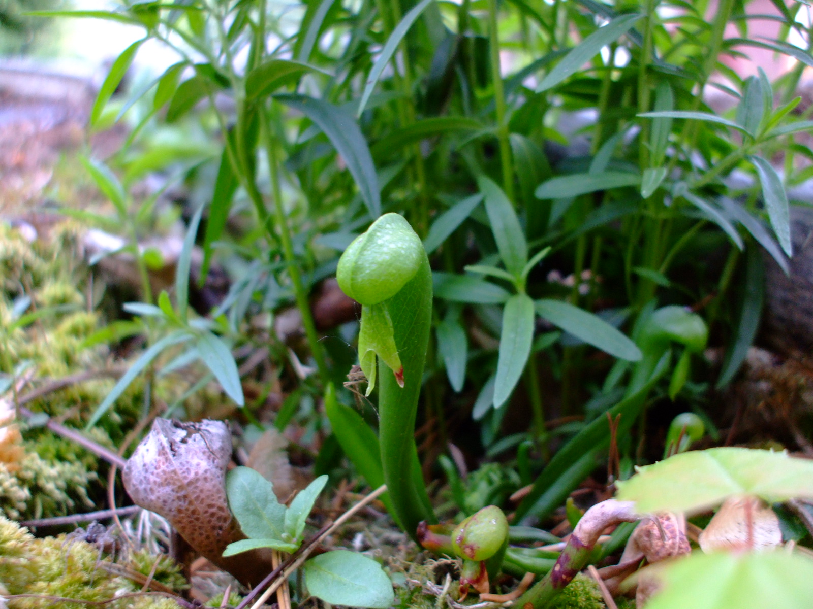 Darlingtonia californica